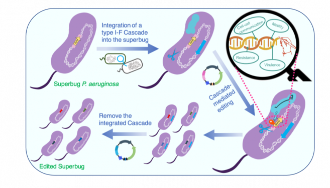 An illustration of the strategies and workflow of the transferrable type I CRISPR Cascade-mediated editing of the superbug P. aeruginosa.
 